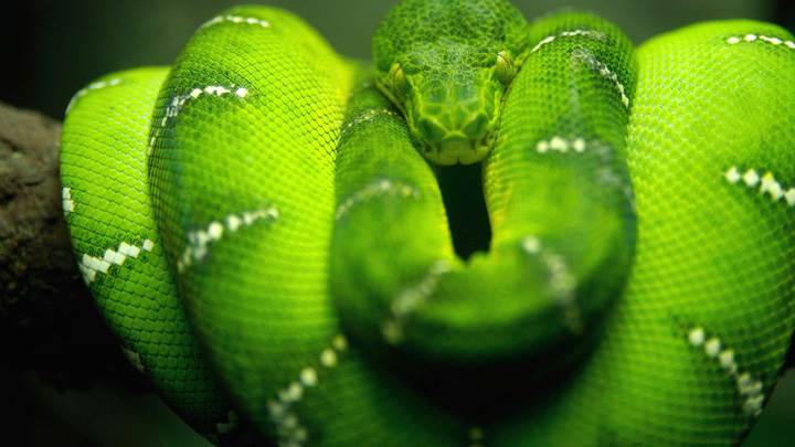 Green Snake Closeup